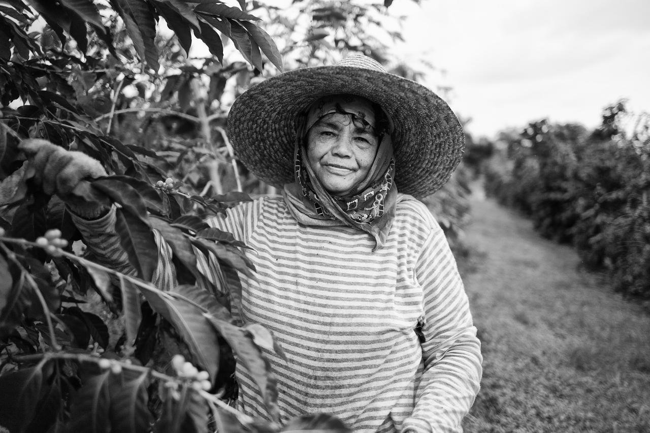 Ripe coffee cherries on a Kona coffee farm, Hawaiʻi